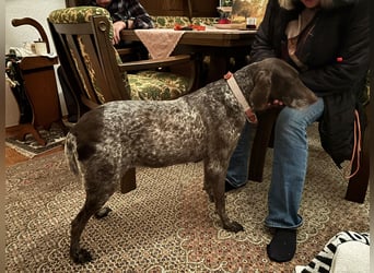 Marilyn auf Pflegestelle in 85244 Arzbach sucht ein Zuhause