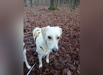 Lobo auf Pflegestelle in  31582 Nienburg/Weser sucht sein Zuhause