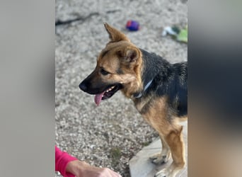 Oscar wünscht sich sein Z8uhause für Immer