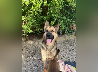 Oscar wünscht sich sein Z8uhause für Immer