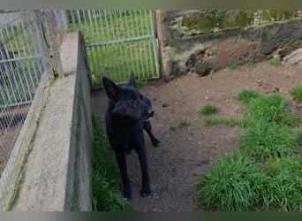 süßer Leone wartet auf seine Chance endlich ein Zuhausee zu finden