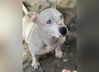 liebenswerter Ettore sucht sein Zuhause in der Schweiz