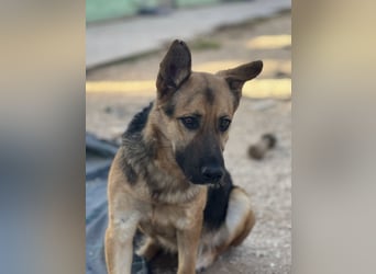 Oscar wünscht sich sein Z8uhause für Immer