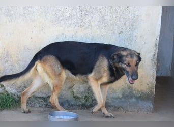 liebste Arpa sucht ihr Zuhause für immer