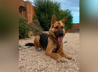 Oscar wünscht sich sein Z8uhause für Immer