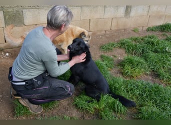 süßer Leone wartet auf seine Chance endlich ein Zuhausee zu finden