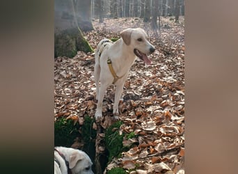 Lobo auf Pflegestelle in  31582 Nienburg/Weser sucht sein Zuhause