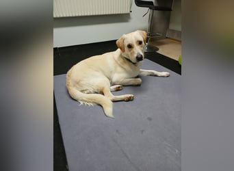 Lobo auf Pflegestelle in  31582 Nienburg/Weser sucht sein Zuhause