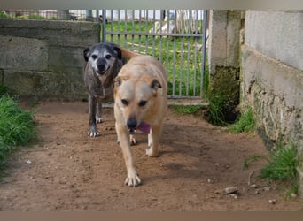 liebe Tigrata sucht ihr Zuhause für immer