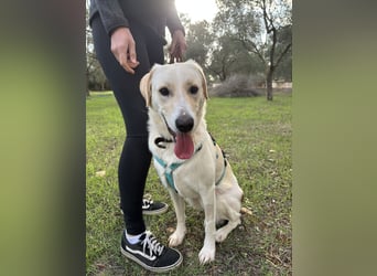 Lobo auf Pflegestelle in  31582 Nienburg/Weser sucht sein Zuhause