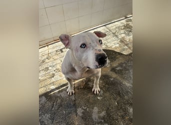 liebenswerter Ettore sucht sein Zuhause in der Schweiz