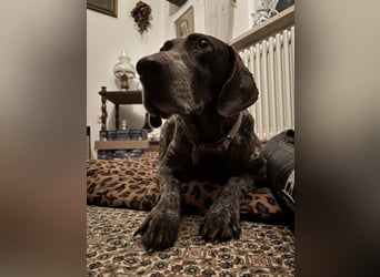 Marilyn auf Pflegestelle in 85244 Arzbach sucht ein Zuhause