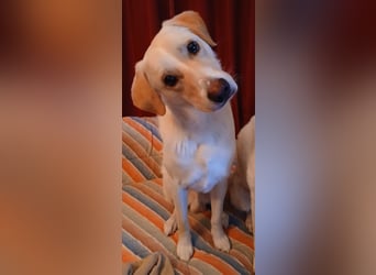 Lobo auf Pflegestelle in  31582 Nienburg/Weser sucht sein Zuhause