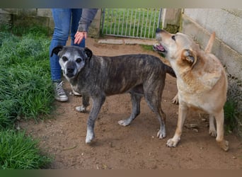 liebe Tigrata sucht ihr Zuhause für immer