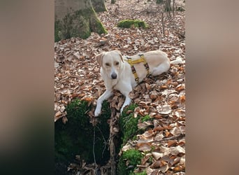 Lobo auf Pflegestelle in  31582 Nienburg/Weser sucht sein Zuhause