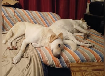 Lobo auf Pflegestelle in  31582 Nienburg/Weser sucht sein Zuhause