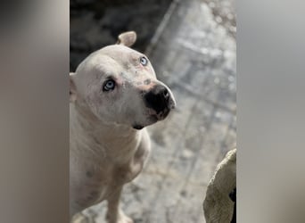 liebenswerter Ettore sucht sein Zuhause in der Schweiz