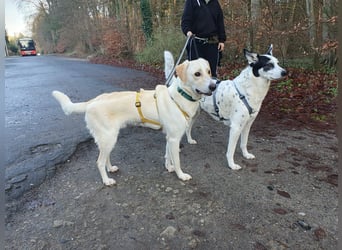 Lobo auf Pflegestelle in  31582 Nienburg/Weser sucht sein Zuhause