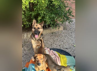 Oscar wünscht sich sein Z8uhause für Immer