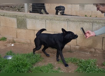 süßer Leone wartet auf seine Chance endlich ein Zuhausee zu finden