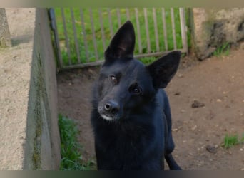 süßer Leone wartet auf seine Chance endlich ein Zuhausee zu finden