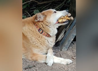 GEORGE SUCHT IN 32825 BLOMBERG (NRW) SEIN ZUHAUSE