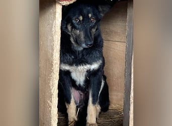 Ängstliche Kira sucht ein Zuhause  