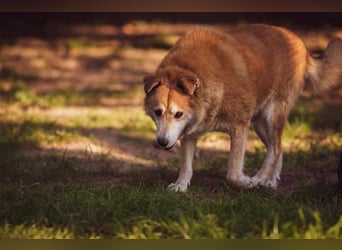 GEORGE SUCHT IN 32825 BLOMBERG (NRW) SEIN ZUHAUSE