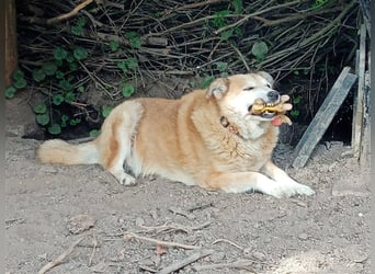 GEORGE SUCHT IN 32825 BLOMBERG (NRW) SEIN ZUHAUSE