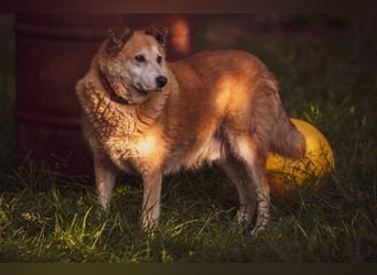 GEORGE SUCHT IN 32825 BLOMBERG (NRW) SEIN ZUHAUSE