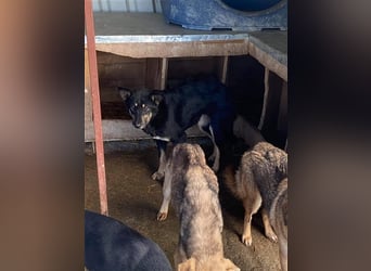 Ängstliche Kira sucht ein Zuhause  