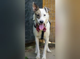 GEMMA, verspielt, gelehrig, verschmust