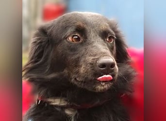 RINA  ist eine  besonders tolle Hundelady