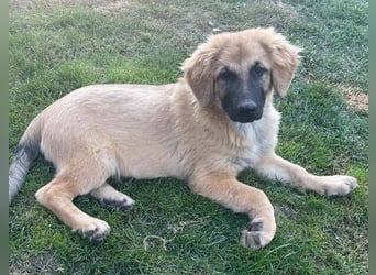 BARON -das Hundekind wurde weggeworfen 