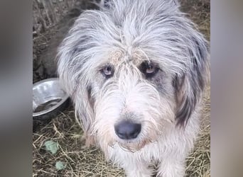 CAROLINA ist ein Traumhund