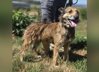 HUSCHI - bettelt um ein bisschen Glück