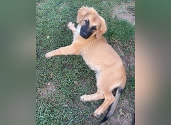 BARON -das Hundekind wurde weggeworfen 