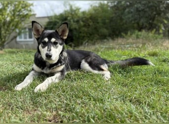 KEZIA , süßes HuskyMix Mädchen