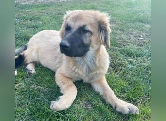 BARON -das Hundekind wurde weggeworfen 
