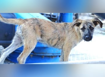 BETTY ist eine tolle Junghündin