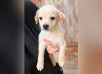 DORI ist ein herziges kleines Hundeherzchen