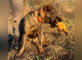 SOFIA irrte verzweifelt umher