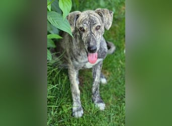 TIGRA sucht ein liebevolles Zuhause