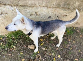 SVEN ist ein fröhlicher Jungspund