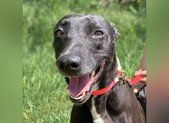MOLLY ist eine Traumhündin,  schön und lieb