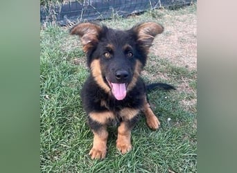 SULTAN das Hundkind wurde zurück gelassen