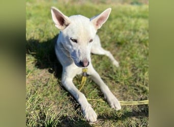 SVEN ist ein fröhlicher Jungspund