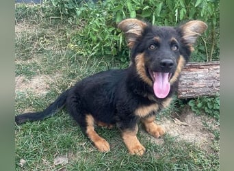 SULTAN das Hundkind wurde zurück gelassen