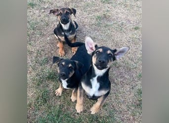 LEO 2 Wer schenkt dem Hundekind ein Zuhause?