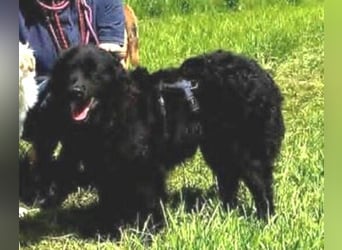 GABBY ist eine Traumhündin